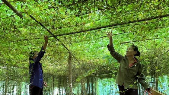 Ủ phân hữu cơ phục vụ trồng dược liệu, đôi bên cùng lợi