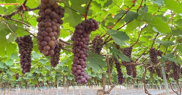 Hợp tác xã nông nghiệp Thủ đô, động lực quan trọng thúc đẩy phát triển kinh tế nông thôn